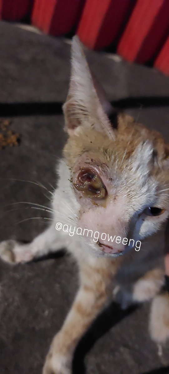 ayamgoweeng's tweet photo. PLEASE HELP !!

Jadi aku nemu dia di pasar pas jalan pulang.
Rencana akan kubawa ke klinik besok malam.
Dari beberapa klinik yang aku tanya dan kenalanku, kemungkinan biayanya sekitar 250-700rb. https://t.co/D3AGwKVTIL