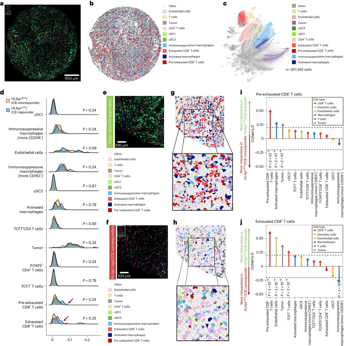 👉#Spatial #proteomics emphasized #macrophage & #exhausted CD8+T cells #hub in #immunotherapy responsive #kidneycancer patients with #neoantigen-specific #HLA!
👉Here, #preexhausted CD8+T cells established dense #interactions with #proinflammatory #macrophages & #Cancers!
6/10🧵