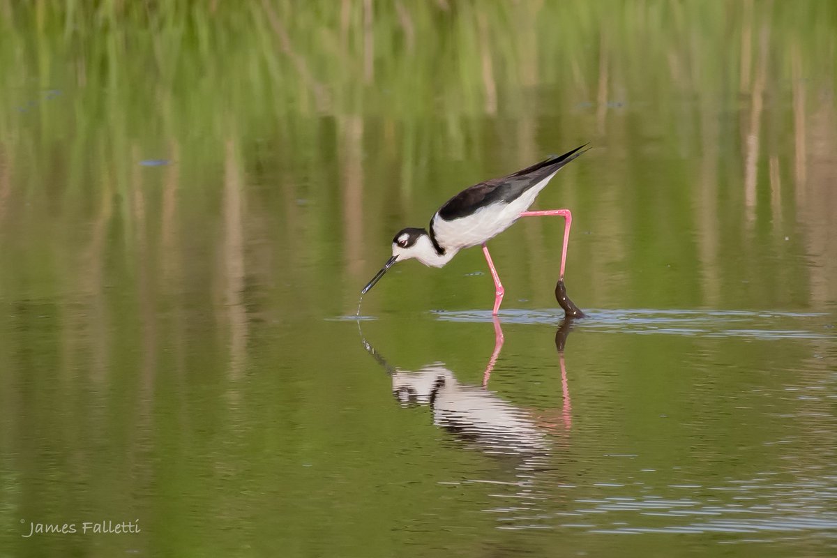 JamesFalletti's tweet photo. What a treat. According to sources, this #bird has not been seen in the Meadowlands since 2009. Thank you to Chris Takacs, #NJSEA, and #PSEG for granting us access to this location
Black-Necked Stilt
🔎 Himantopus mexicanus
NJ 5/2024 Nikon D500
@nature_org @mybirdcards @rbabox https://t.co/3YzZ3E4IlF