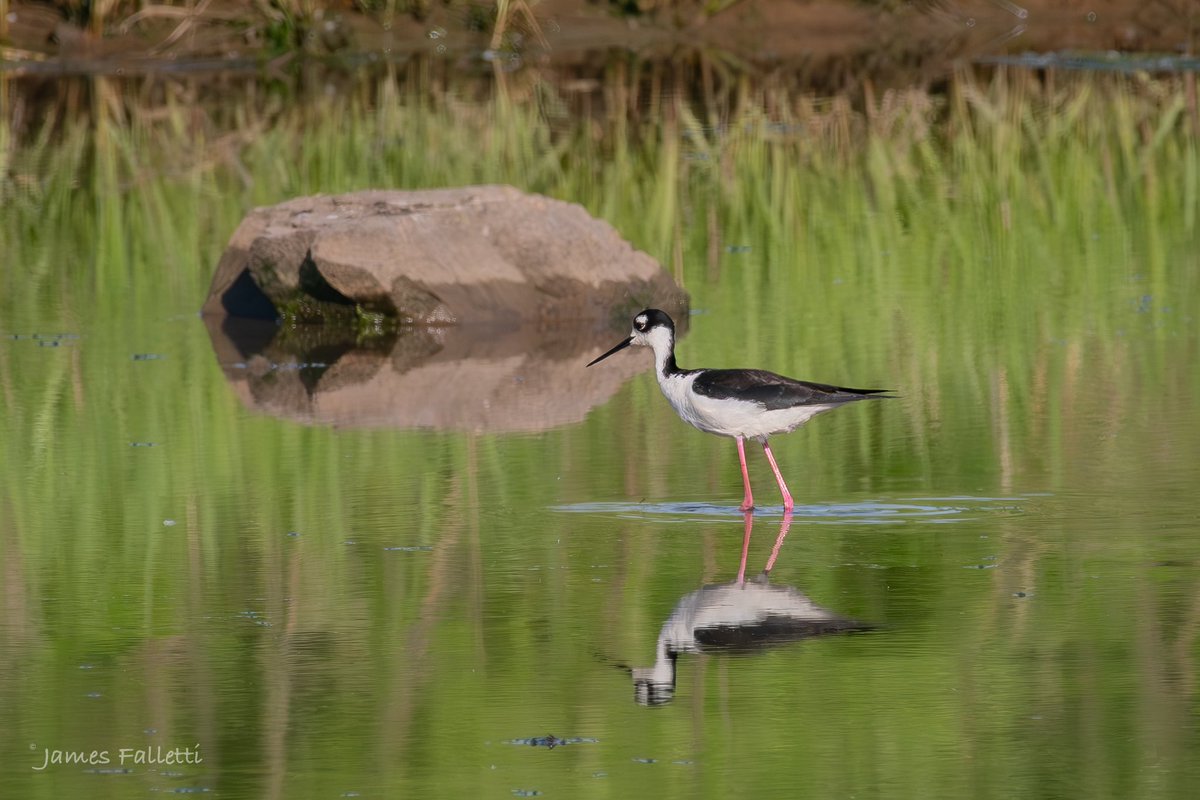 JamesFalletti's tweet photo. What a treat. According to sources, this #bird has not been seen in the Meadowlands since 2009. Thank you to Chris Takacs, #NJSEA, and #PSEG for granting us access to this location
Black-Necked Stilt
🔎 Himantopus mexicanus
NJ 5/2024 Nikon D500
@nature_org @mybirdcards @rbabox https://t.co/3YzZ3E4IlF