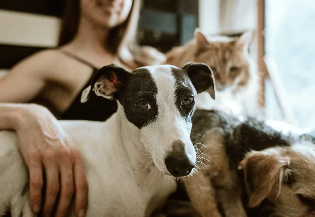 RamServiceSas's tweet photo. Oggi è la Giornata Nazionale dei Cani Trovatelli!Questa giornata ci offre l'opportunità di riflettere sull'importanza dell'adozione e del dare una seconda possibilità ai cani senza casa. Ogni cane trovatello merita amore, cura e una casa sicura e amorevole.❤️🐾 #AdottaNonComprare https://t.co/Ui5bblxpoM