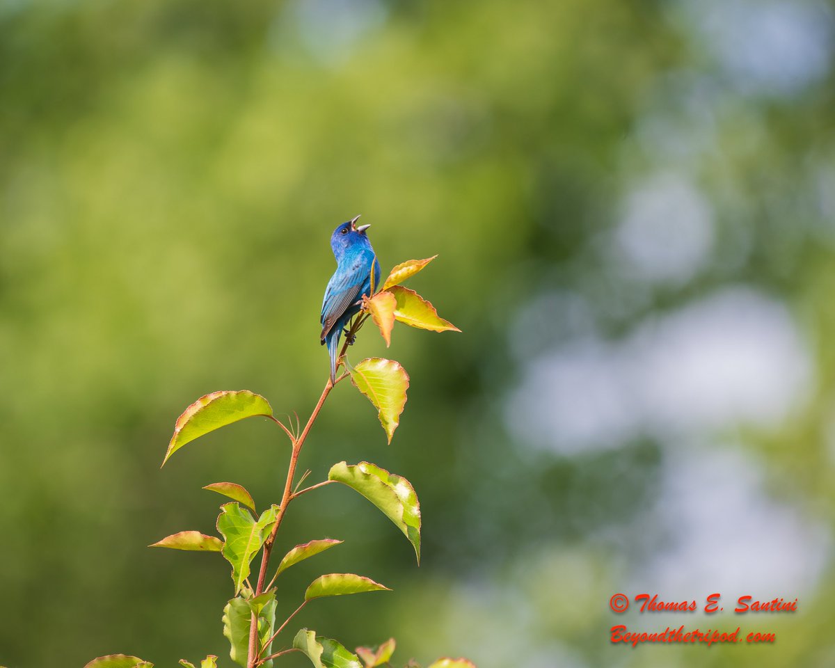 I love how the Indigo Bunting looks while they are singing their little hearts out.
#beautiful #birdphotography #BirdsOfTwitter #naturelovers #nikonphotography