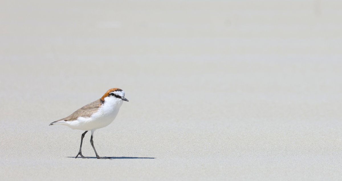A red-capped plover at Davenport Creek near Ceduna.