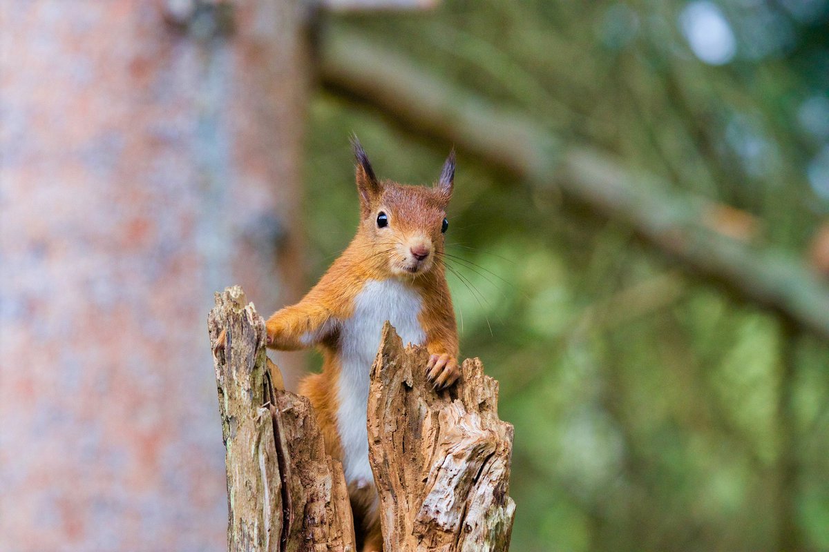 Red squirrels are the UK's native species, whereas invasive grey squirrels were introduced by the Victorians from North America. #INNSWeek

<a href="/ScotSquirrels/">Saving Scotland's Red Squirrels</a> is working to monitor &amp; limit the spread of grey squirrels in Scotland.

#NatureChampioned by <a href="/AJABurnett/">Alex Burnett MSP</a> with <a href="/ScotWildlife/">Scottish Wildlife Trust</a>