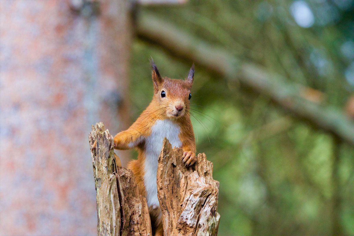 Red squirrels are the UK's native species, whereas invasive grey squirrels were introduced by the Victorians from North America. #INNSWeek @ScotSquirrels is working to monitor & limit the spread of grey squirrels in Scotland. #NatureChampioned by @AJABurnett with @ScotWildlife