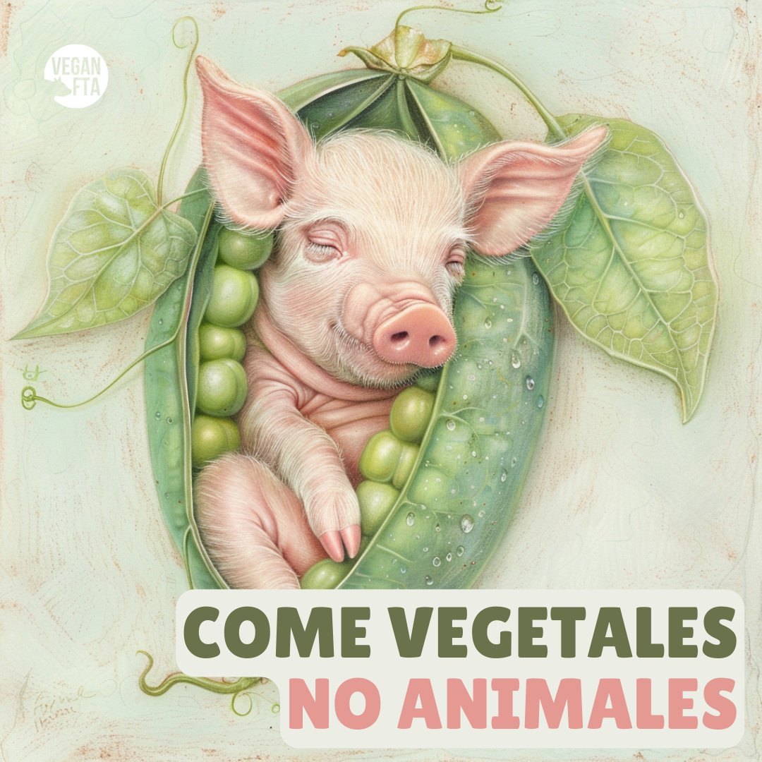 ¿Por qué comer animales cuando puedes simplemente comer vegetales? 🥰⁠
⁠
Los cerdos son individuos sintientes, no comida 🐷⁠

👉 Ayuda gratuita para hacerte vegan: bit.ly/Vegano22

#lechon #cerdo #alimentacionconsciente #chancho #cutepig
