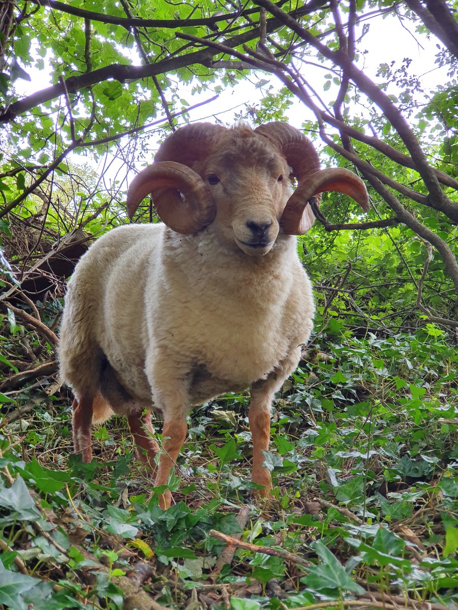 #InternationalHeritageBreedsWeek A representative of the old tan face sheep found throughout England before the roman invasion. Originally bred on the island of Portland and mentioned in the doomsday book of 1086. Read more: rbst.org.uk/portland