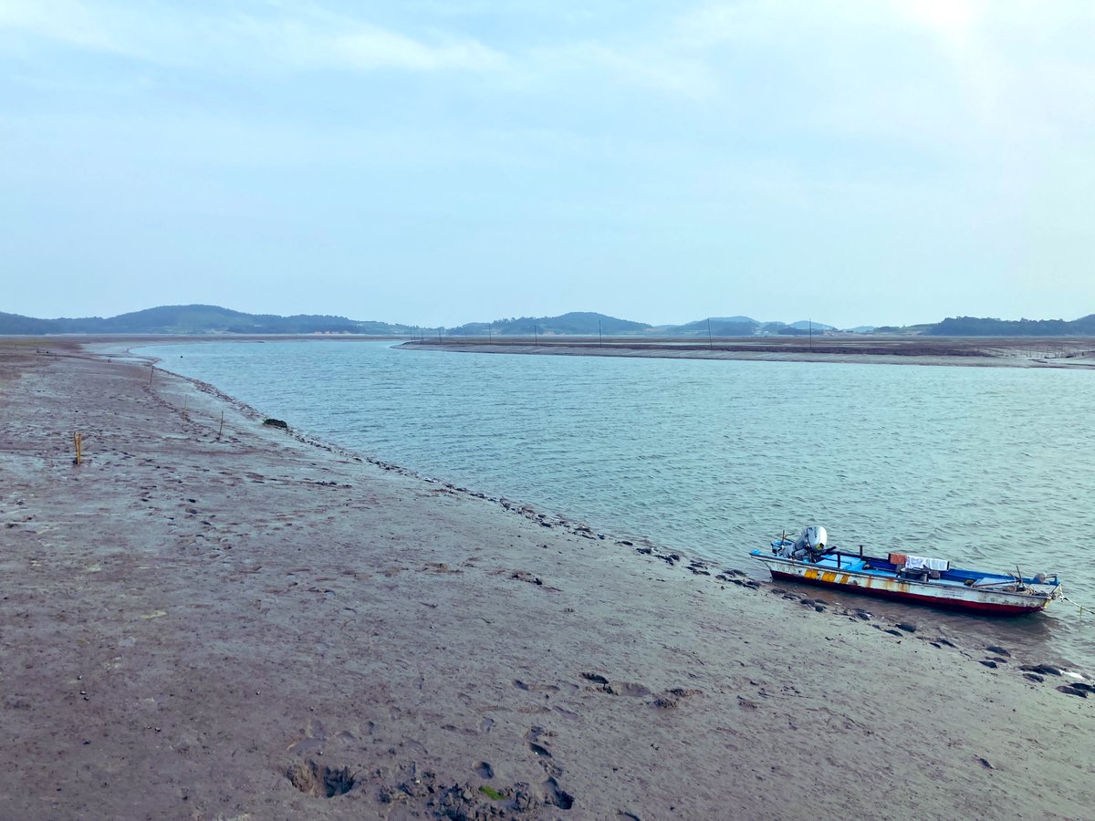 川が流れてるのかなと思ったら、なんとこれ巨大な澪筋でした。

干潟が広すぎる！そしてこの規模の干潟があちこちに点在している新安郡恐るべしです

この辺で一番のシギチ観察スポットは既に渡りが終わっていて閑散としてました。シーズン中にはピークの大授と同じくらいシギチいるらしいです👀