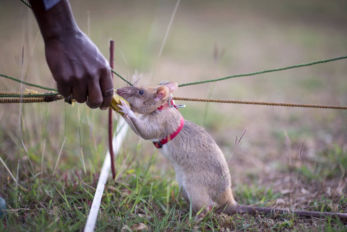 #APOPO's Training Center in #Tanzania trains #HeroRATs on a 24-hectare minefield with 1,500 defused #landmines. In 2023, 77 rats were trained with only 6.5% changing careers. 🐭 37 HeroRATs accredited 🐭 22 deployed to #Angola 🇦🇴 + #Azerbaijan 🇦🇿 #clickertraining #futureheroes
