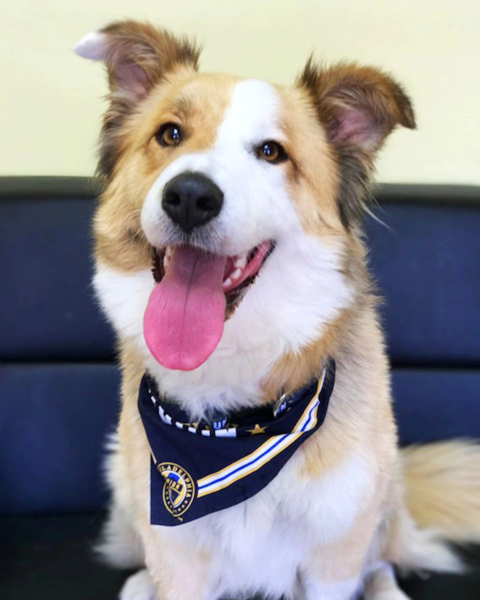 bach2813's tweet photo. 7 years ago I adopted my best friend from a @PhilaUnion game. #DOOP https://t.co/Nu6cqDyOqY