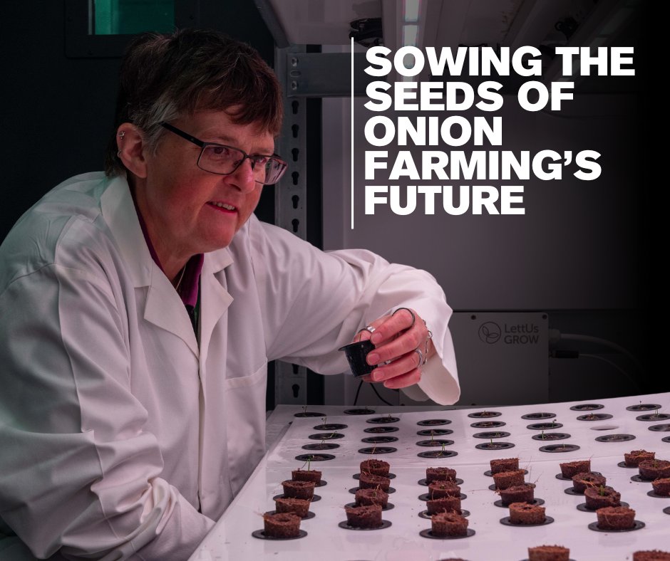 An exciting new partnership between Essex and @stourgarden hopes to secure the future of onion farming. Using innovative techniques @DrTracyLawson of @EssexLifeSci will explore more sustainable and environmentally friendly ways of growing onions. brnw.ch/21wJZbv