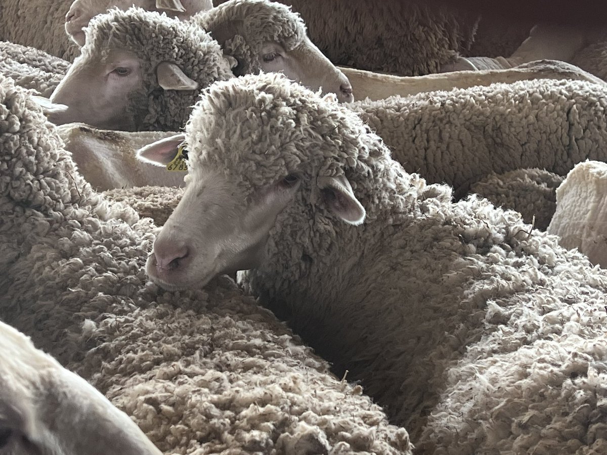 Esquilando las Merinas….que gran cosecha de lana fina este año!!!