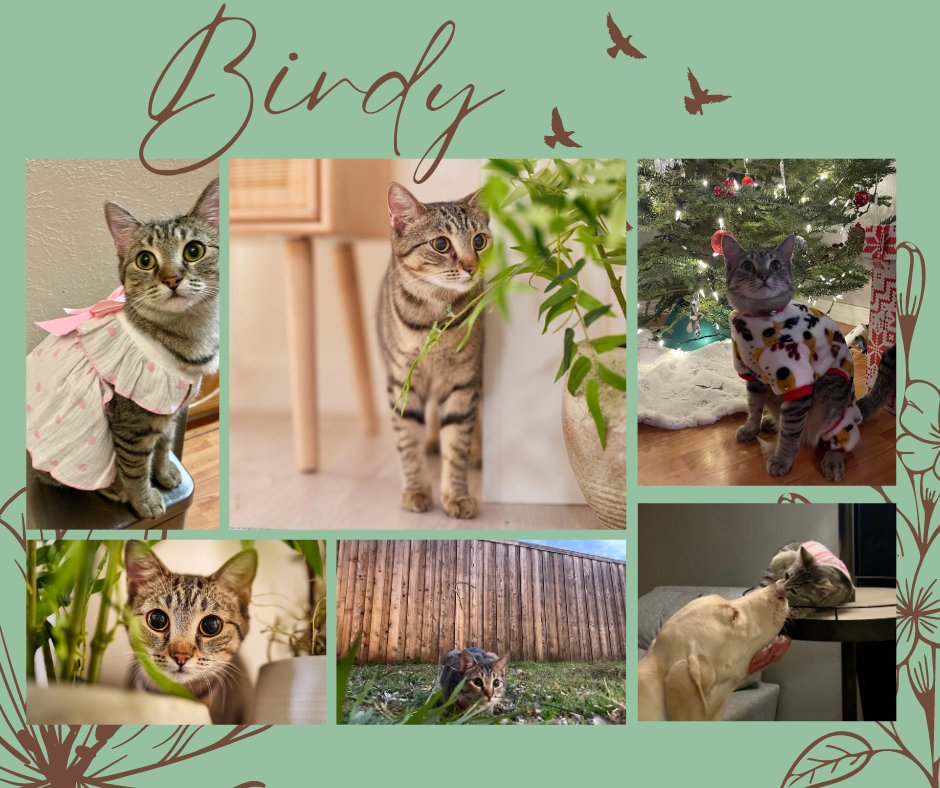 GPAS_TX's tweet photo. Happy Tails Tuesday featuring Birdy!  Saved from a life of loneliness in a parking lot, she now reigns supreme over her home and her Labrador bestie, who doesn't mind taking order from this little queen. https://t.co/v32bYzjgUf