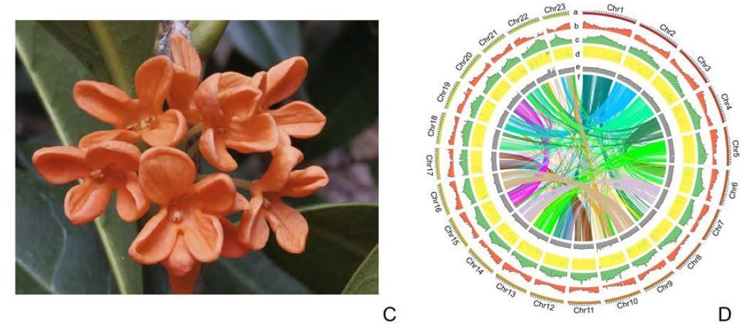 Multi-omics analyses provide insights into the genomic basis of differentiation among four sweet osmanthus groups (Yong Li, Heng Zhao, He-Xiao Xia, Jinling Huang, Nan Ma, Peng Guo, et. al.) buff.ly/3yq1QEd @ASPB #PlantSci