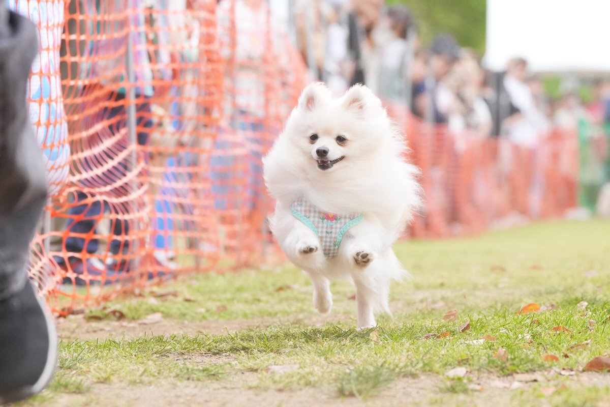 4歳 男犬 はしりますたべます