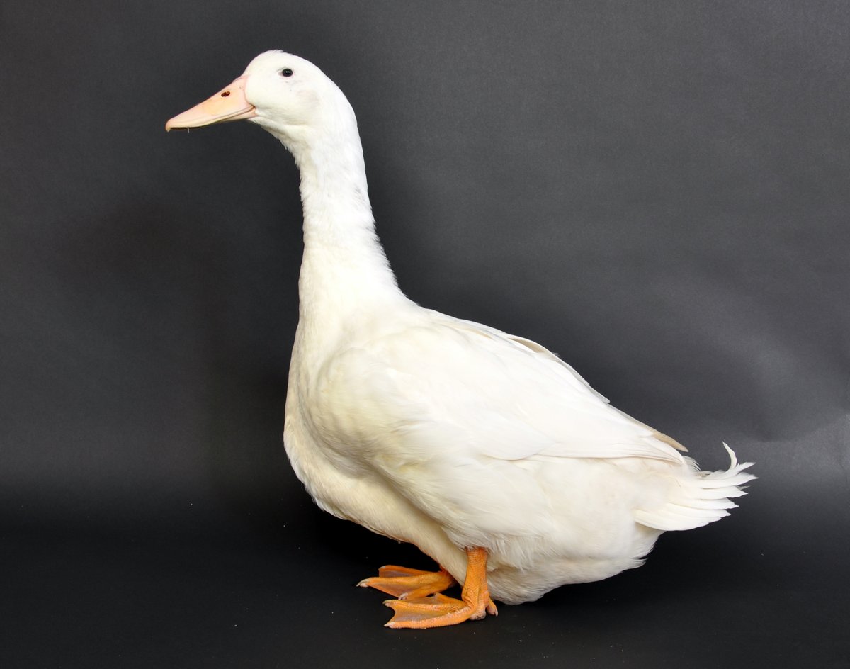 #InternationalHeritageBreedsWeek The breed gets its name from the town of Aylesbury in Bucks, where it was bred as a white table duck in the 18th century. Large quantities of the Aylesbury ducks were used to supply the London market. Read more here: rbst.org.uk/aylesbury