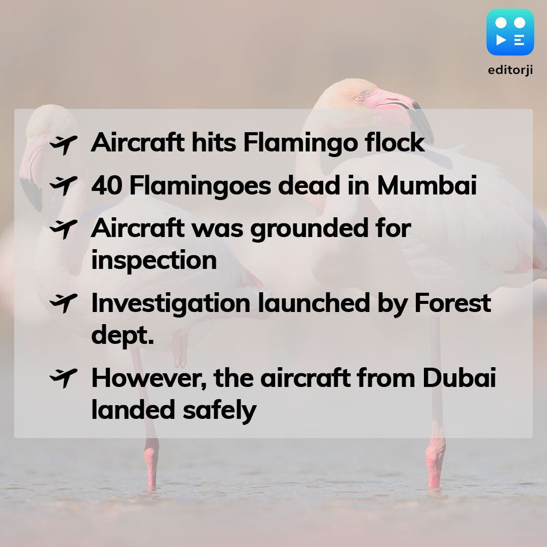 At least 40 flamingos were found dead in Mumbai's Ghatkopar after being hit by an incoming Emirates aircraft on Monday. However, the flight, EK 508, coming from Dubai landed safely. #Flamingoes #Mumbai #Emirates #Dubai #Aviation #Flight For more updates keep following @editorji