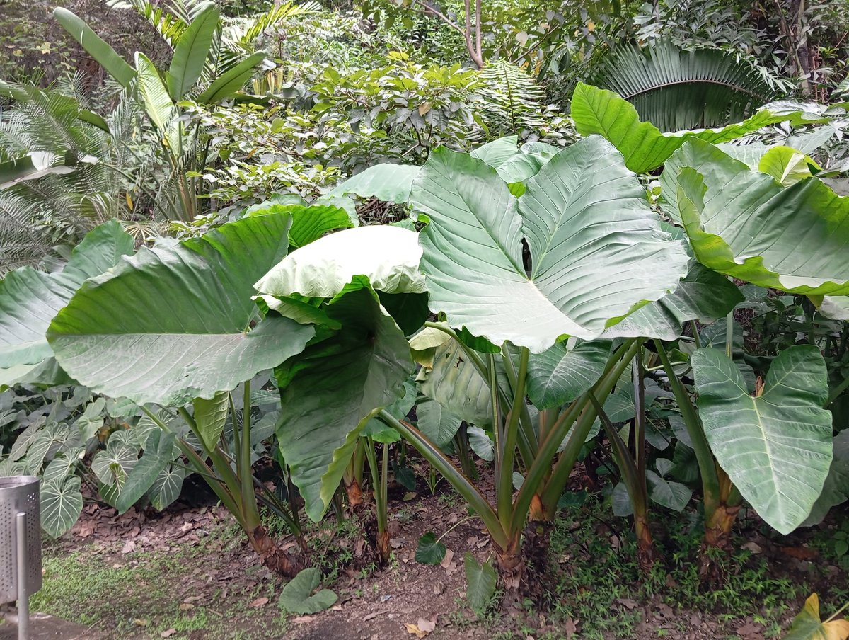 Bellísimos jardines del entorno del Museo  La Tertulia en Cali. En mi humilde opinión este tipo de paisajismo, integrado a la renaturalización, son el enfoque q debería prevalecer en las riberas del río Cali. #cop16colombia @MIRAPONT @DagmaOficial