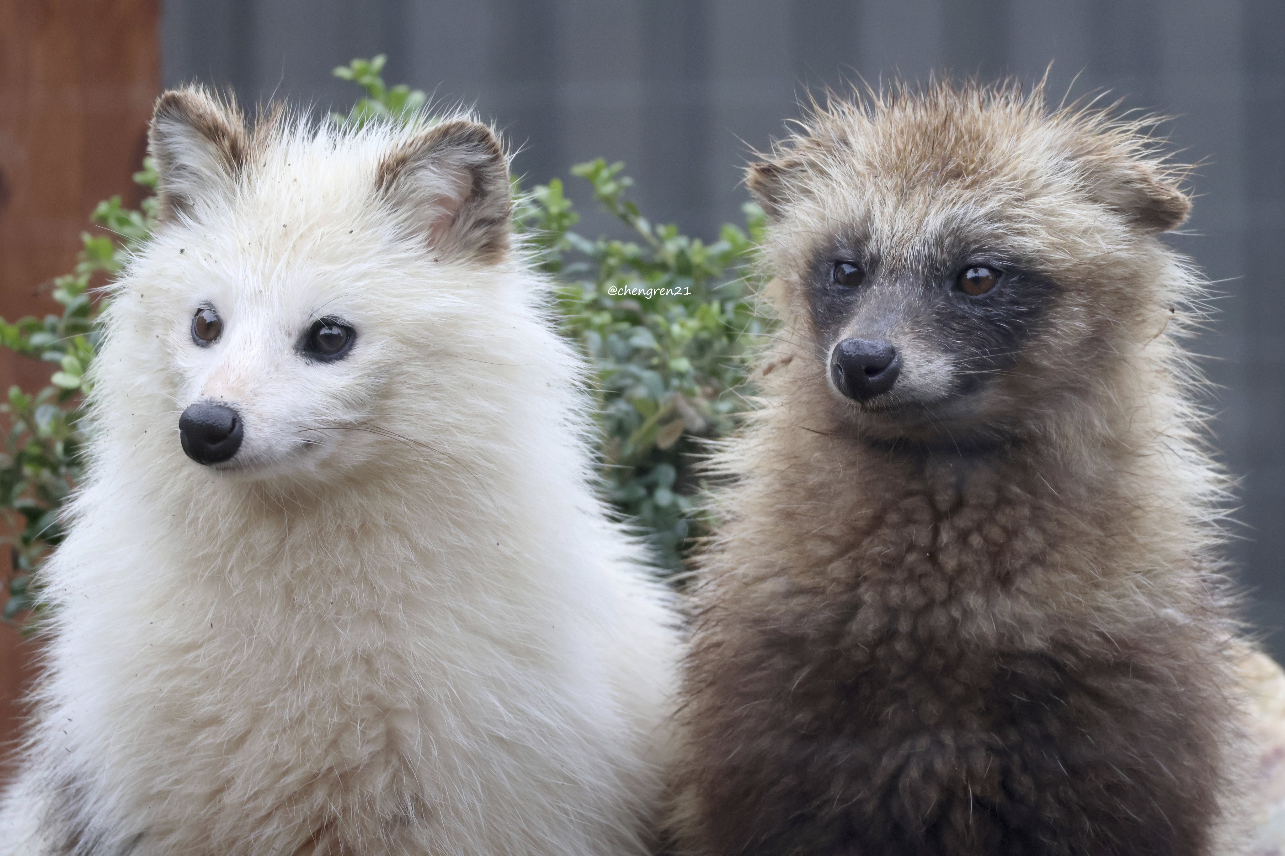 新発売 新商品 Cheng-Ren🦊🐺  X: on 工芸品