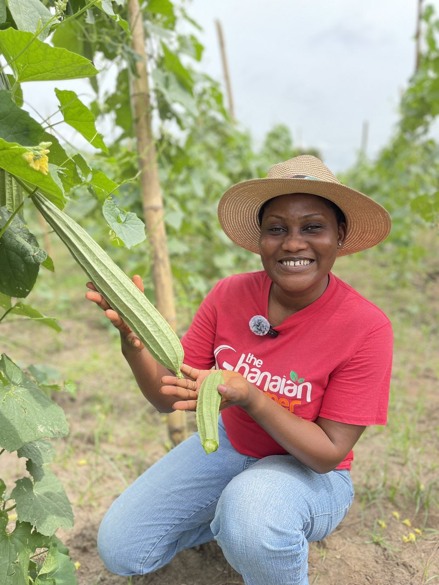 Do you grow what the market wants or you are just inspired by other farmers are growing? Tell me what you do. RT and drop your thoughts. #AiN #AgricInfluencers