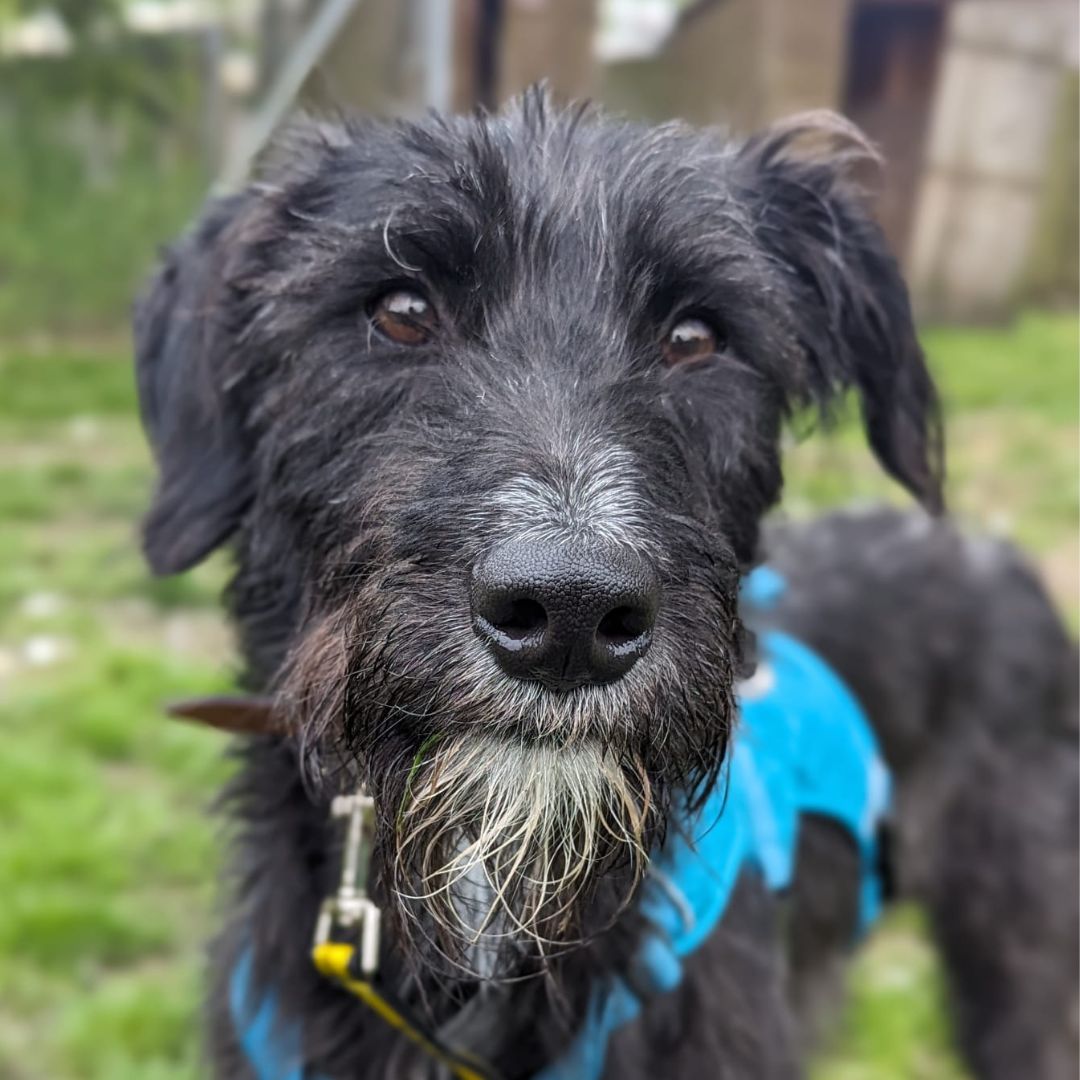 Guinness wants you to boop his snoot 🐽

Isn't he just the cutest?!

#Lurcher #Sighthound #RescueDog #DogsTrustWestLondon #Adoption