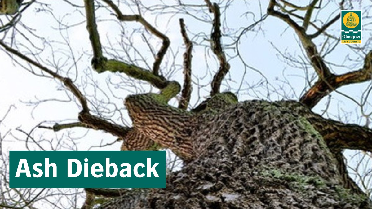 With trees in full leaf, ash dieback disease will be more visible 🌳 We are removing diseased ash trees from Council land, but half of Glasgow's ash trees are on private property. You can find out what to look for and what you need to do 👉 storymaps.arcgis.com/stories/4dbccc…