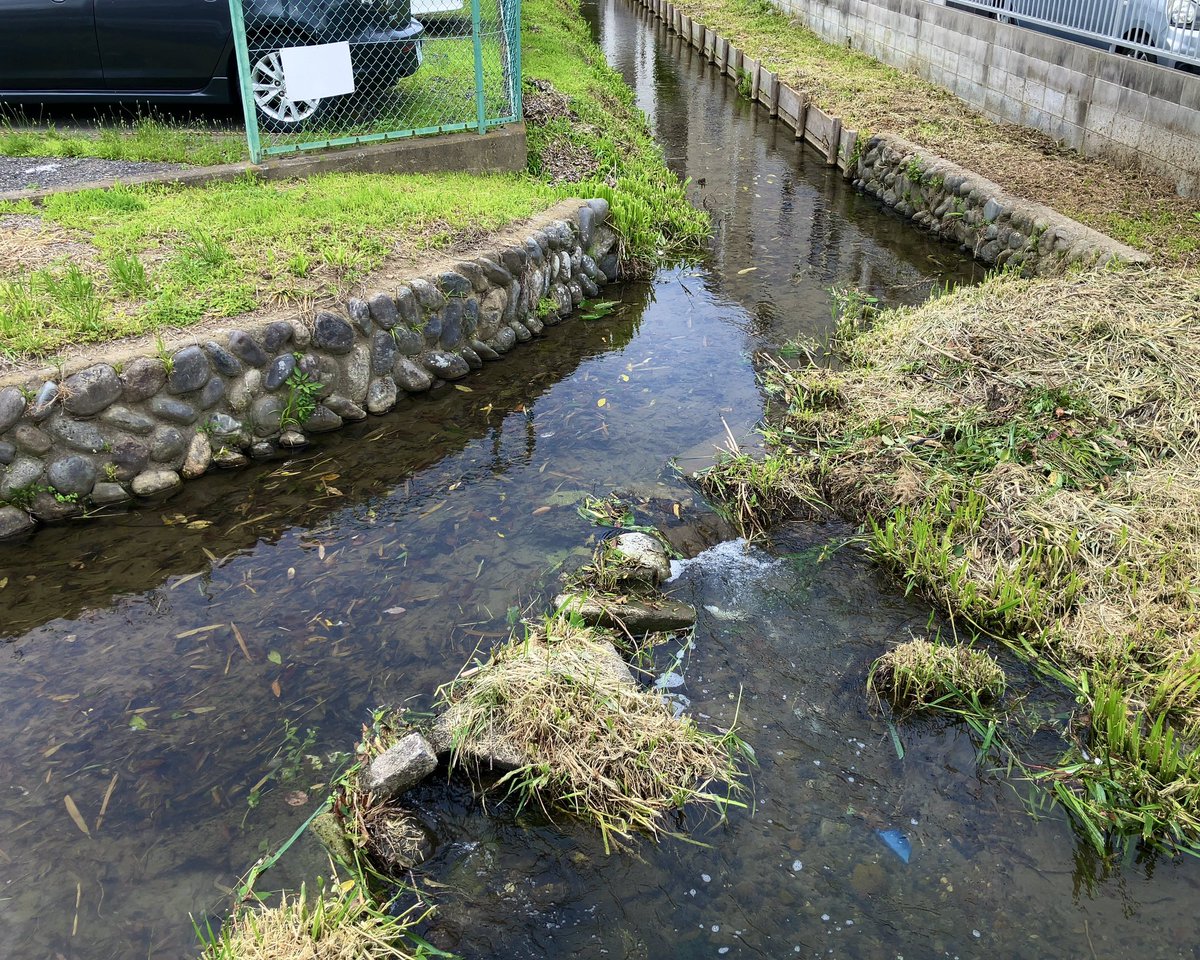 frog_frog's tweet photo. 分岐する向島用水（日野市） https://t.co/2ufO6Czn2e