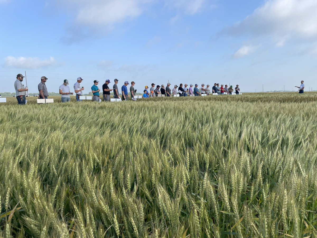 Jeff Seiler (@sgagagent) on Twitter photo Starting the morning with <a href="/KSUWheat/">Romulo Lollato</a> educating us on wheat varieties. Next stop is the John C. Pair Center at 10:45 AM Starting the morning with <a href="/KSUWheat/">Romulo Lollato</a> educating us on wheat varieties. Next stop is the John C. Pair Center at 10:45 AM