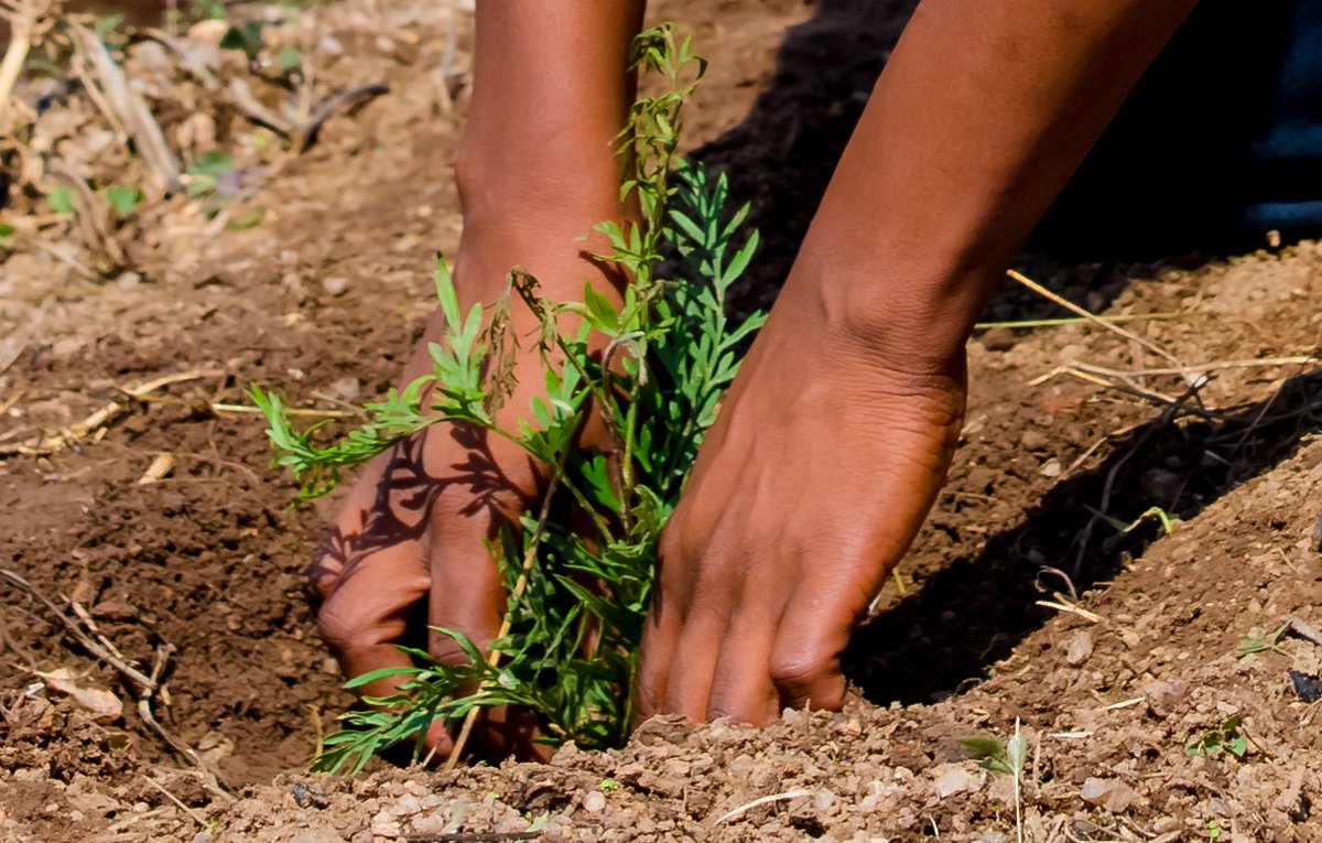 Rwanda Environment Management Authority tweet media