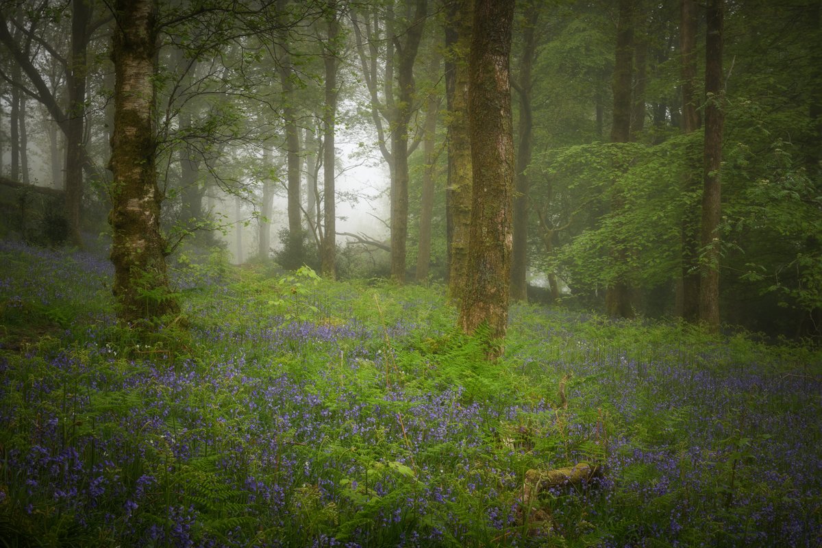 Up here in the Lakes, bluebell season has been spectacular. I have a backlog of pictures to work through! Here's one from a misty morning a couple of weeks ago. #LakeDistrict @lakedistrictnpa @LakesCumbria @PictureCumbria @OPOTY @ShowcaseCumbria #OPOTY #rpslandscape #PhotoRippin