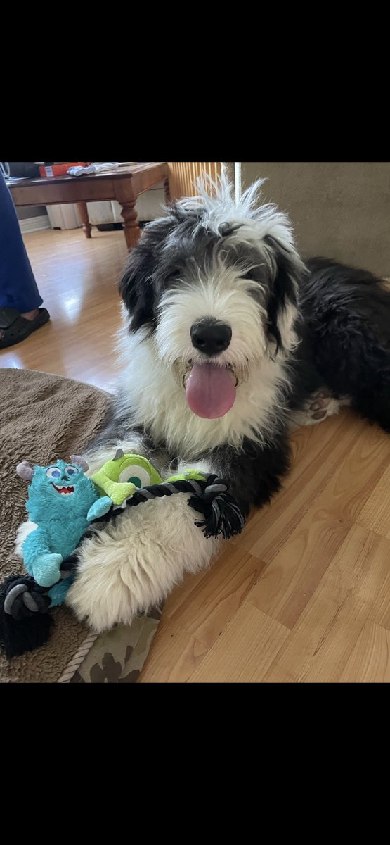 It’s my #gotchaday day on a #tot! A year ago today I came to my forever home. This is a picture of me getting settled with my very own Sully monster toy. 
#oes 
🥰🐑😂🐾