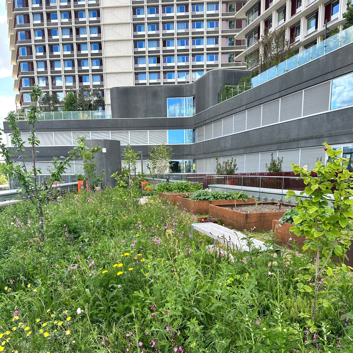 🌿Join us tomorrow for the launch of the People and Nature Lab's roof garden! Don't miss the inaugural seminar by @NigelDunnett. 
Learn more about our new garden here: ucl.ac.uk/biosciences/pe…. For event details, visit eventbrite.co.uk/e/launch-of-pe….
⏰ 22nd May 
📍UCL East, 1 Pool St