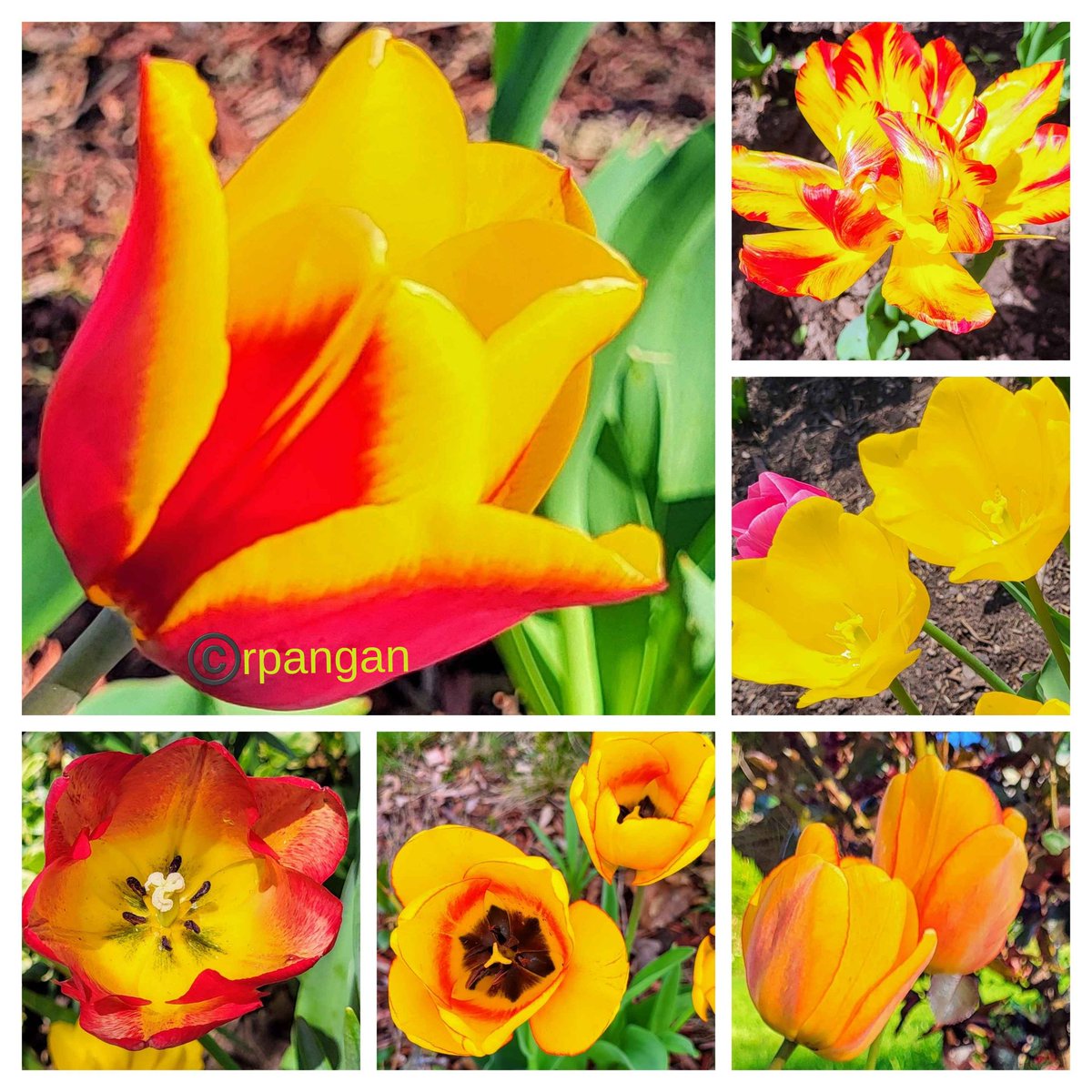 Last few tulips in the garden from couple weeks ago, as the season comes to a close.  Have a wonderful day.💛🧡🌞❤️
#TulipTuesday #mygarden #GardeningTwitter #FlowersOfTwitter #springflowers #springbulbs #gardens