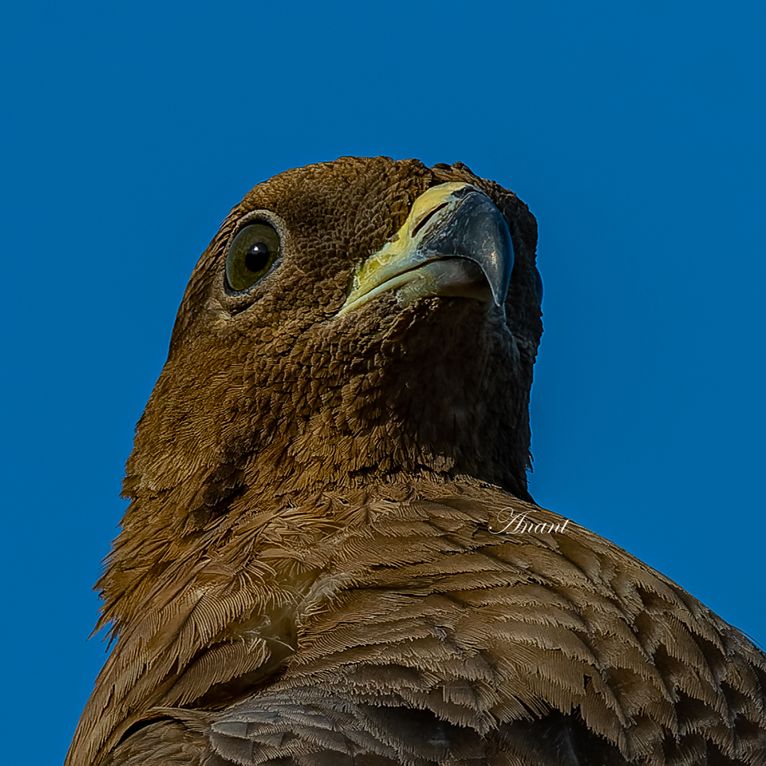 'View from below' Oriental Honey Buzzard at Gandhinagar, Gujarat #beautifulbirds #world_bestnature #Birdwatching #bird #BirdPhotography #photographylovers #birding #photoMode #TwitterNatureCommunity #BBCWildlifePOTD #ThePhotoHour #IndiAves #IndiWild @natgeoindia @NatGeoPhotos