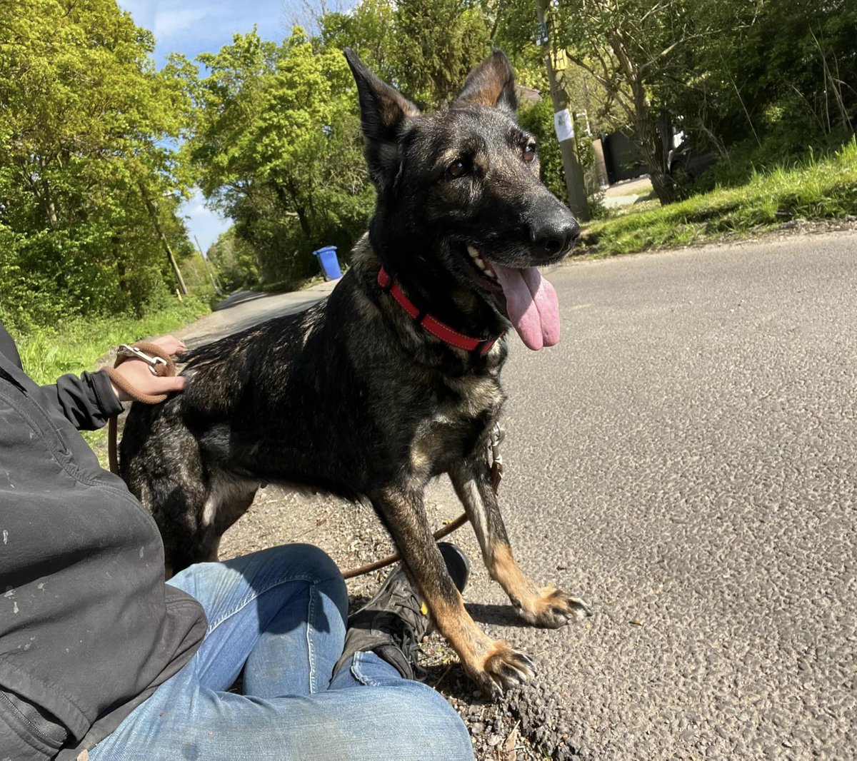 Cairo is 6yrs old and this poor girl had been repeatedly used for breeding and arrived with half her ear missing. Despite her past Cairo has a beautiful nature and just wants to be fussed and loved #dogs #germanshepherd #Essex gsrelite.co.uk/cairo/