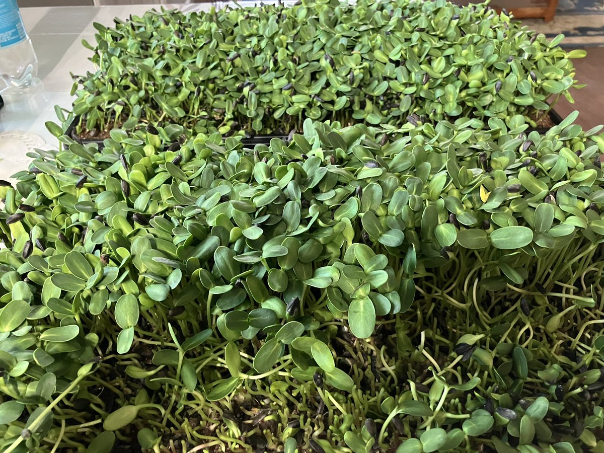 ITS HARVEST DAY for my sunnies today! They’ve grown well and they’re very tasty. #microgreens