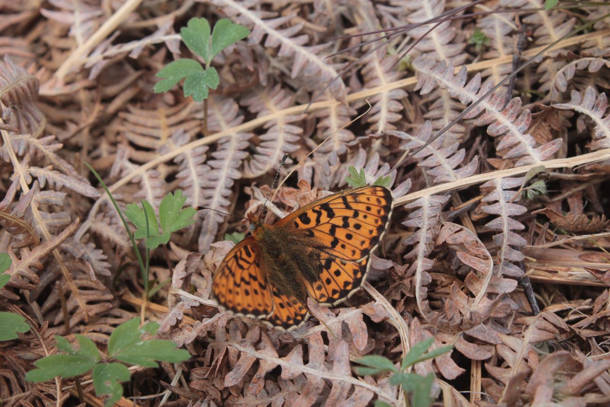 The first of my upland species threads this year and today I'm going to focus on a butterfly, Pearl-bordered Fritillary 1/7