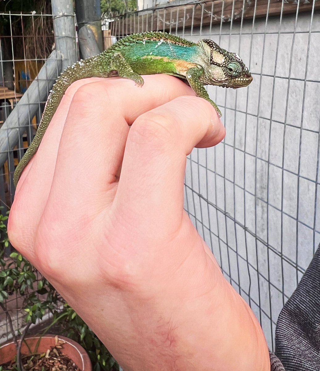 VolunteerInter2's tweet photo. Veterinary volunteer, Martin from Germany 🇩🇪, making new and colourful friends in South Africa 🇿🇦 

#knysnadwarfchameleon #chameleon #reptile #wildandfree #newfriend #volunteer #intern #careerbreak #gapyear #volunteerAfrica #volunteerSouthAfrica #vetvolunteer #colour https://t.co/zjq03h14AV