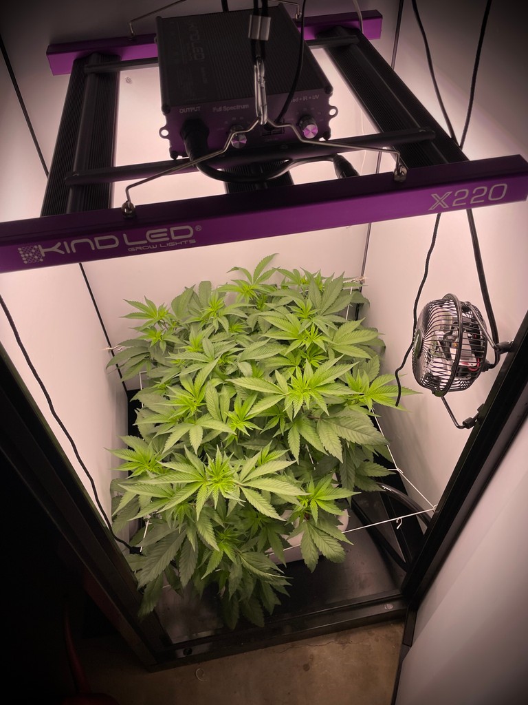 🦍 Go stealth mode with Gorilla Grow Boxes. Tough, secure, and designed for the ultimate indoor grow experience. Are you ready to unleash the power of stealth growing with Gorilla Grow Boxes? #GrowStrong ⛺️ Grow with Gorilla: bit.ly/GorillaGrow