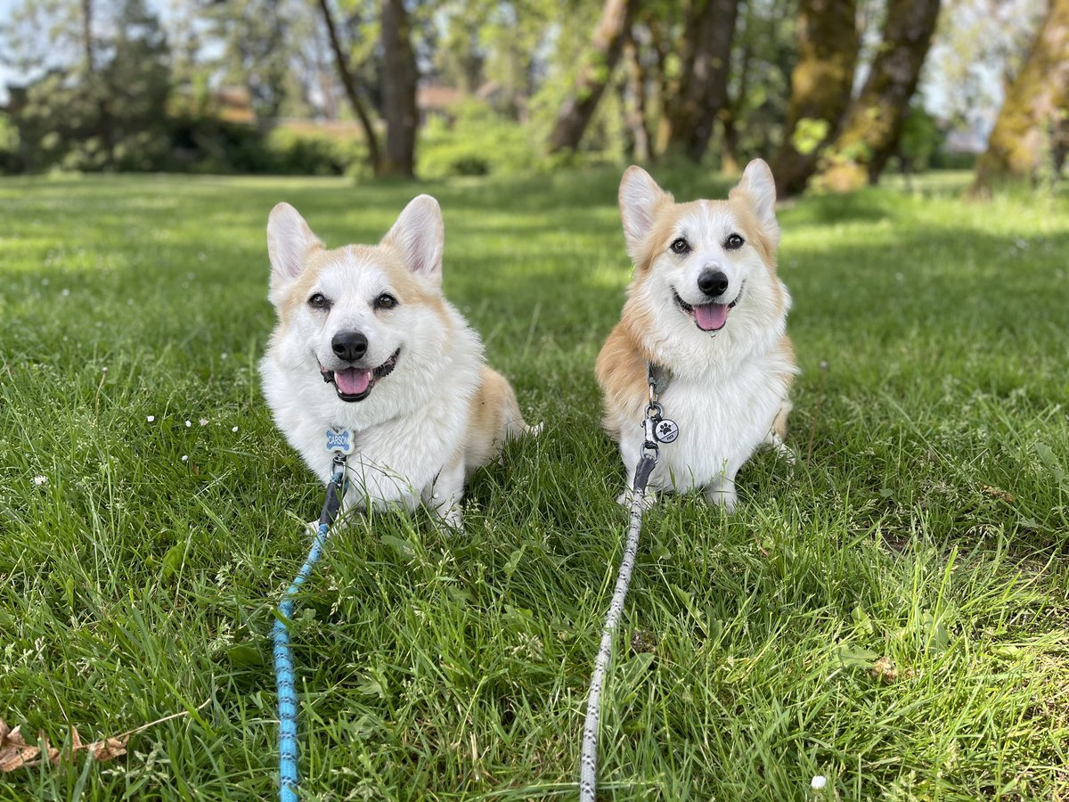 Double your awesome today, furiends and friends. It’s #TongueOutTuesday 👅👅 #CarsonTheCorgi #AndPocoToo #CorgiCrew