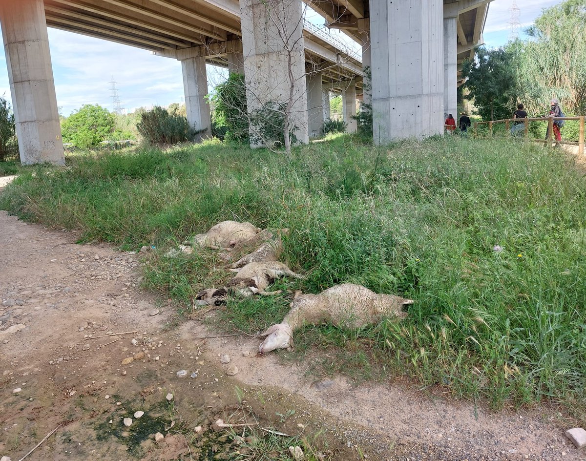 Hola @TGNAjuntament, sota el pont de l'AP7, al costat de la N240, s'han trobat aquests xais morts 😳
Hem intentat posar l'avís a l'EPP però no funciona! #TarragonaComplexa