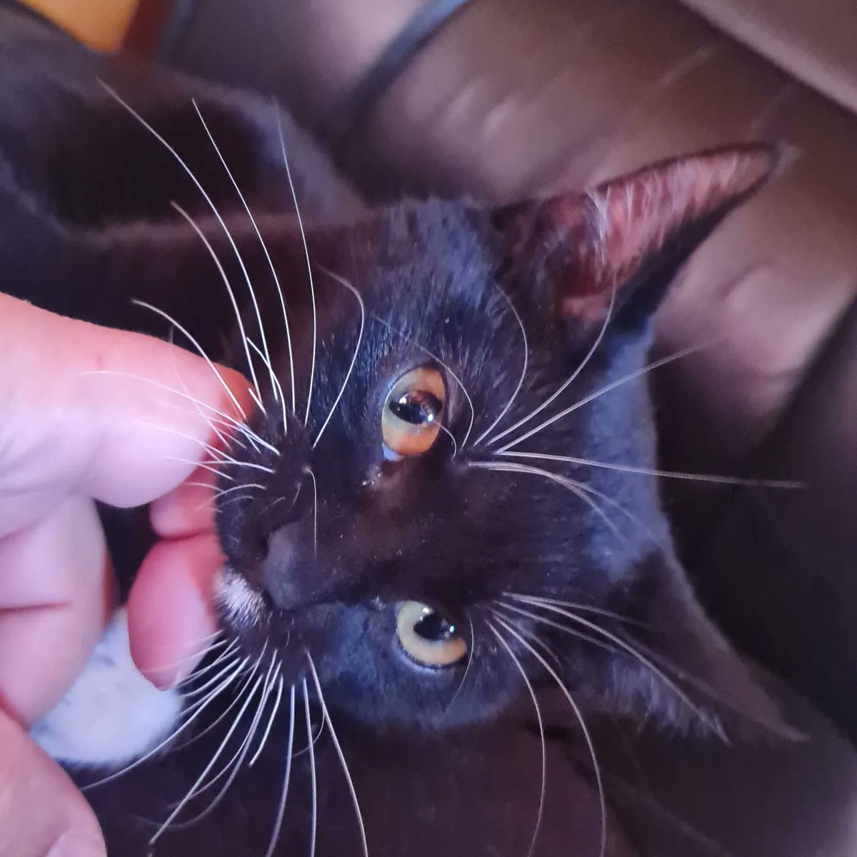 CrowMundo's tweet photo. Bin 🐈‍⬛️ ❤️ #blackcat #cat  #bin https://t.co/kjZBiqgFBQ