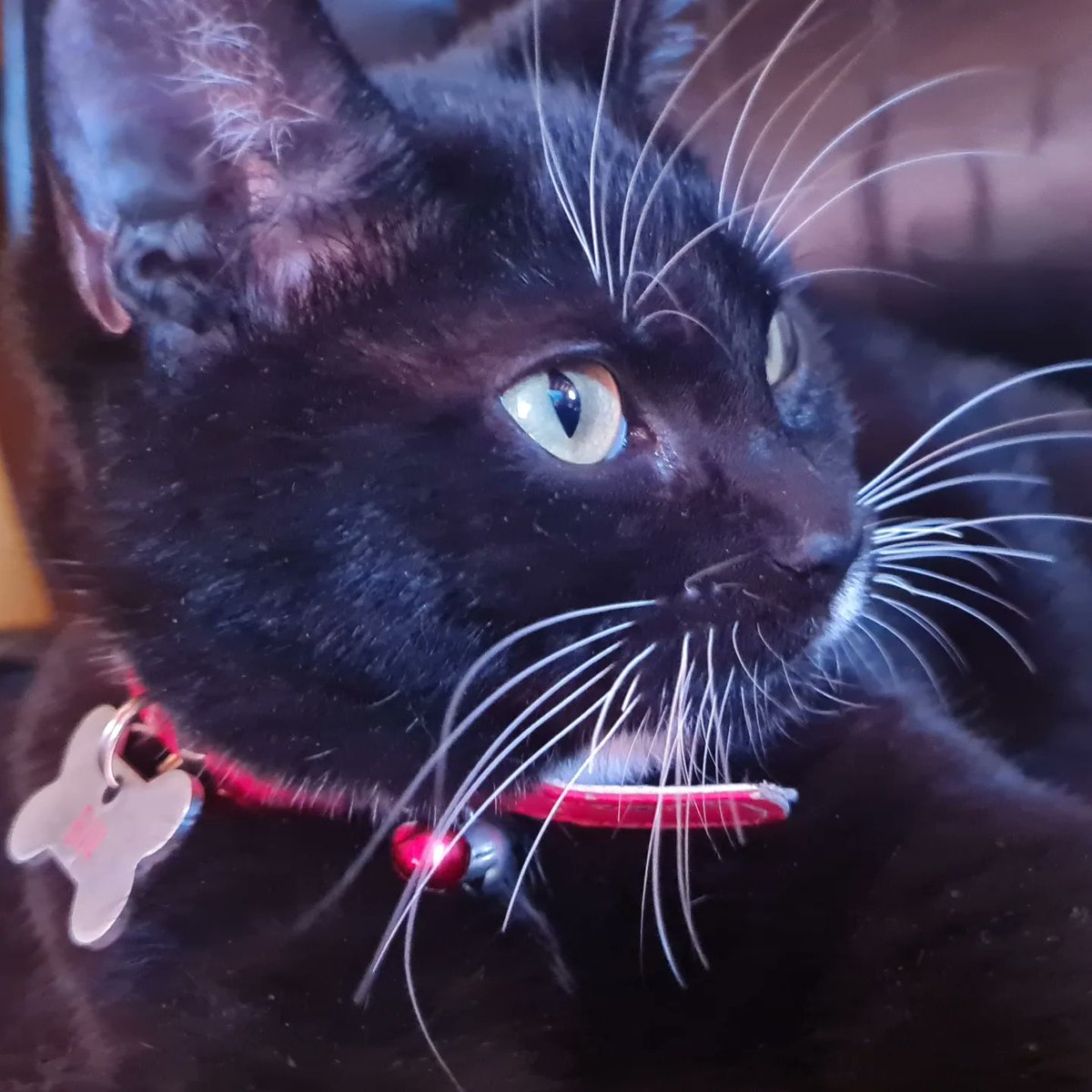 CrowMundo's tweet photo. Bin 🐈‍⬛️ ❤️ #blackcat #cat  #bin https://t.co/kjZBiqgFBQ