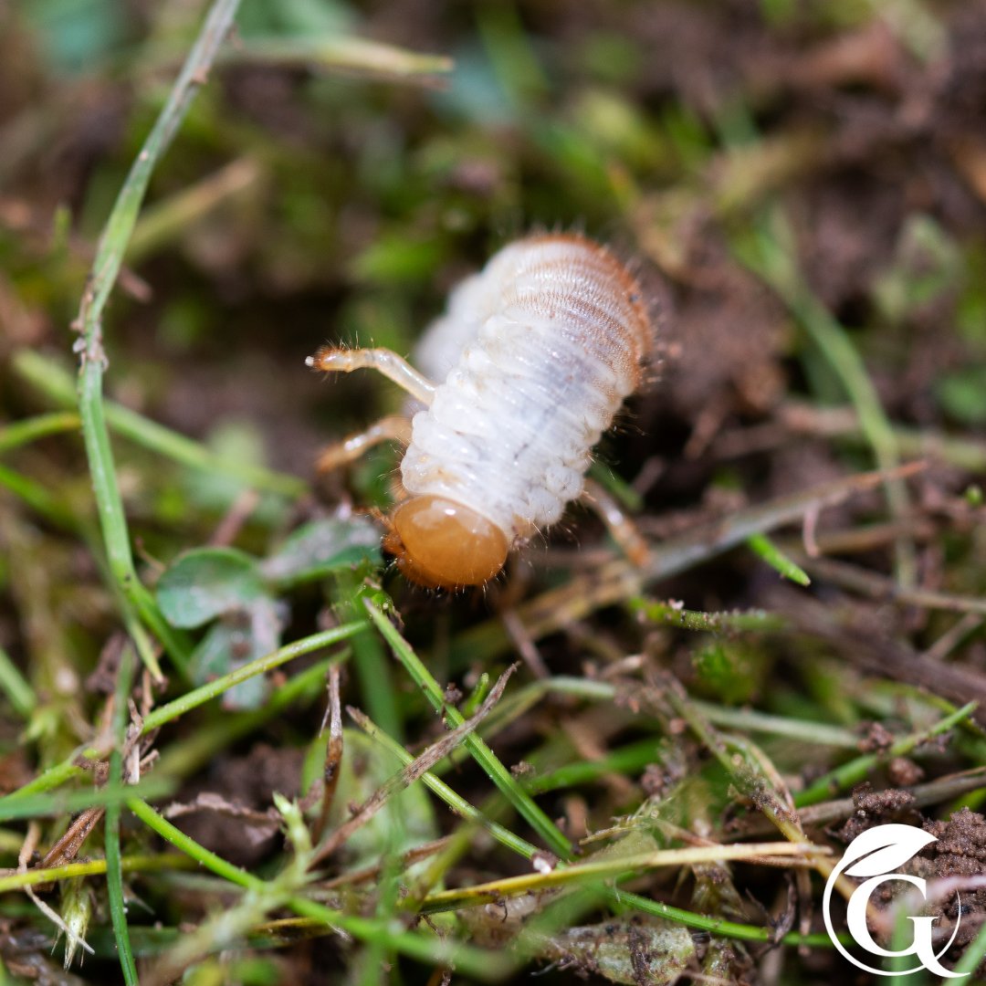 Say goodbye to turf damage with Guardian Lawn Care's effective grub control treatments. Trust in us to be your lawn's guardians against underground invaders. #GuardianLawnCare #lawncare #lawntreatments #grubcontrol