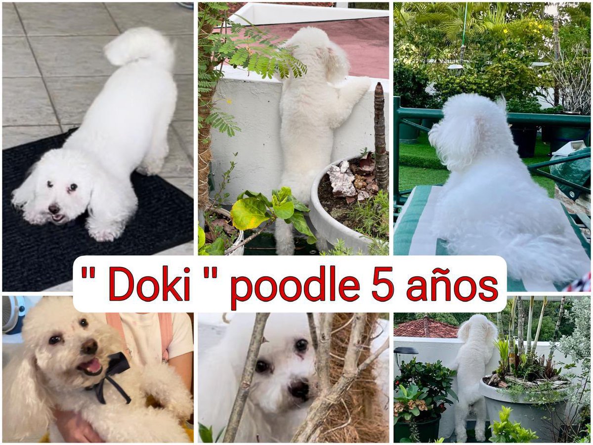 Se extravió anoche en La Cresta. Favor llamar al 67810313 si lo ha visto. Muchas gracias <a href="/JCBellaVista/">JC Bella Vista</a> <a href="/BVNewsPanama/">Bella Vista News</a>