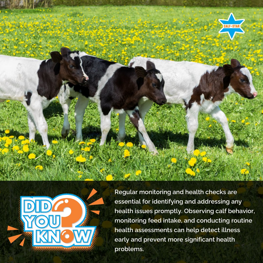 Calf Star tweet media