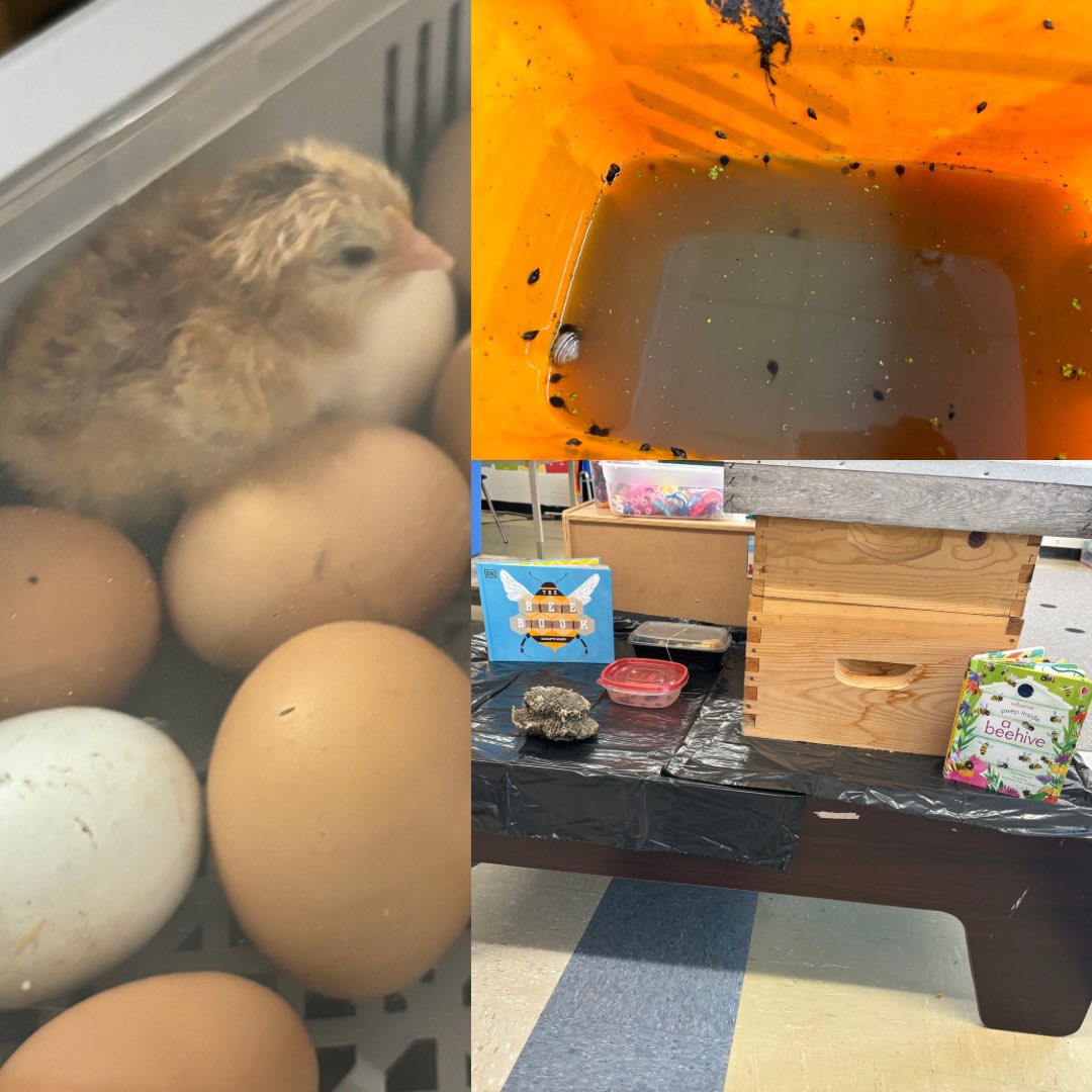 Baby chicks, tadpoles, and all things bees happening in kinder at the Mitch! @PrincipalJLMit1