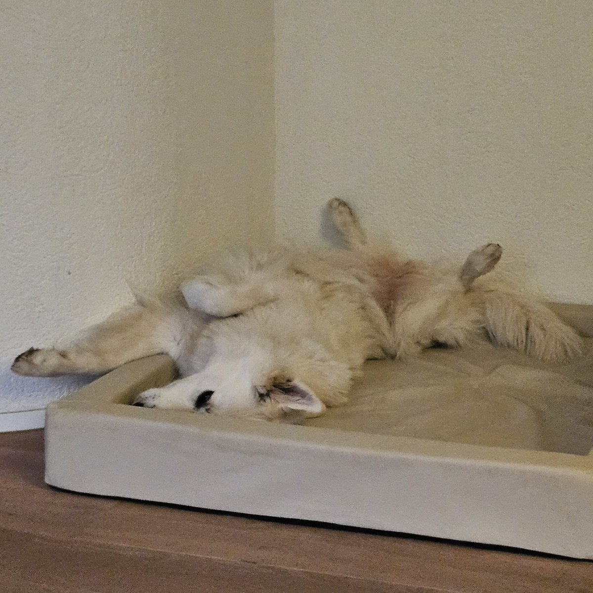 Ich nutze die Zeit beim Fernsehgucken für meine liebste #Yoga-Übung: Fauler Hund.
Gute Nacht ihr alle.
#twitterrudel