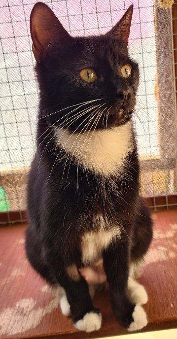 Pretty Treacle is a young girl who adores company. Could yours be the home where she can get all the fuss and attention she desires 😻 cats.org.uk/horsham#adopt-… #AdoptDontShop #Cats #Horsham #Sussex