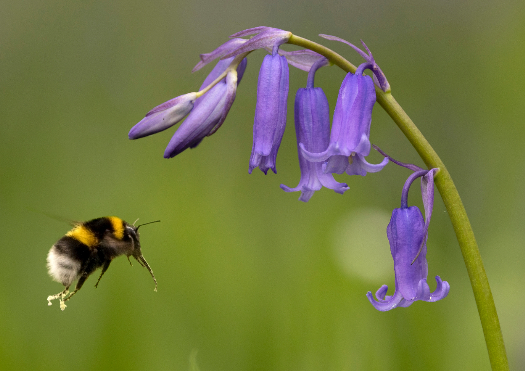 What will your legacy be? Every gift in every Will, however large or small, makes a difference to your local wildlife. #freewills #giftsinwills 📷 Jon Hawkins Surrey Hills Photography northwaleswildlifetrust.org.uk/legacy